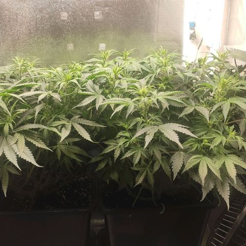Easy Plant growlog timeline photo