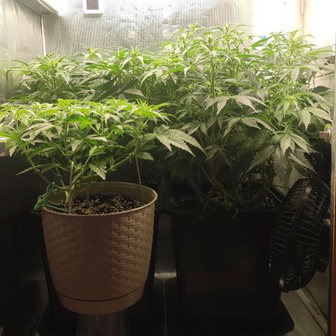 Easy Plant growlog timeline photo