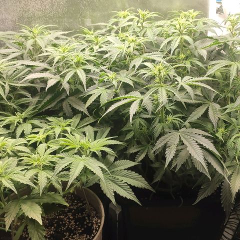 Easy Plant growlog timeline photo