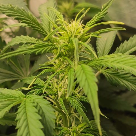 Easy Plant growlog timeline photo