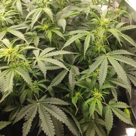 Easy Plant growlog timeline photo