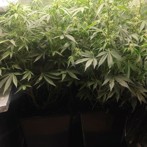 Easy Plant growlog timeline photo