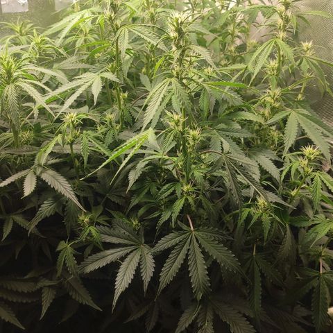 Easy Plant growlog timeline photo