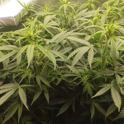 Auto AK Passion growlog timeline photo