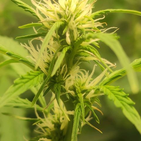 Easy Plant growlog timeline photo
