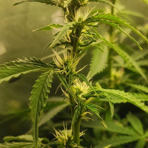 Easy Plant growlog timeline photo