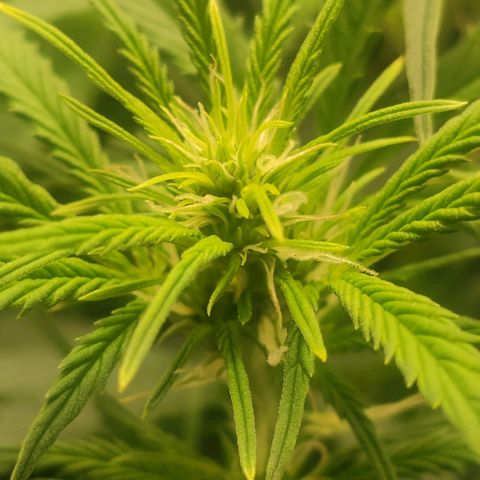 Auto AK Passion growlog timeline photo
