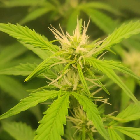 Easy Plant growlog timeline photo