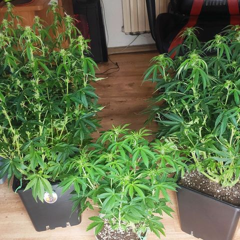 Easy Plant growlog timeline photo