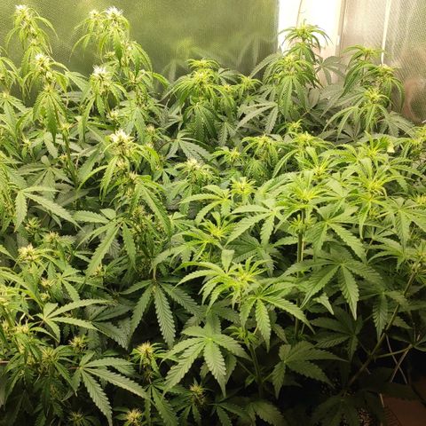 Easy Plant growlog timeline photo