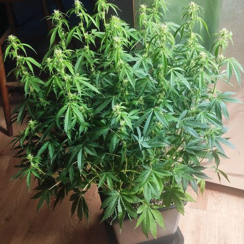 Easy Plant growlog timeline photo