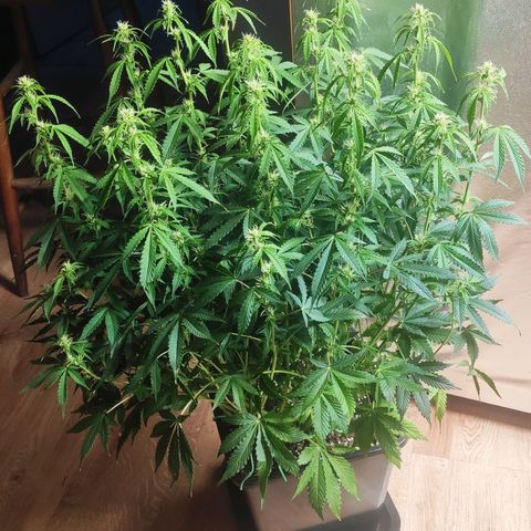 Easy Plant growlog timeline photo