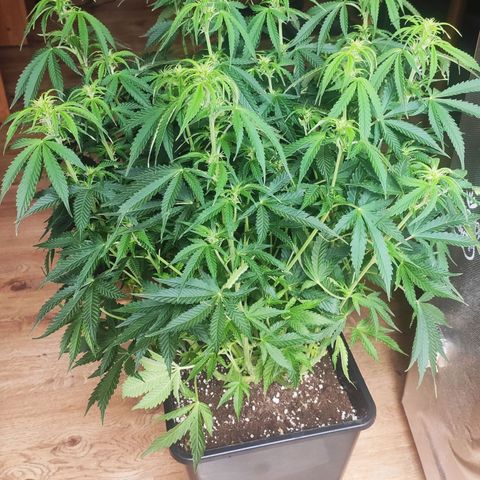 Auto AK Passion growlog timeline photo