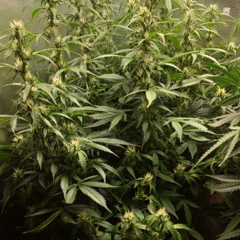 Easy Plant growlog timeline photo