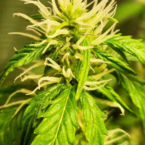 Easy Plant growlog timeline photo