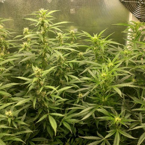 Easy Plant growlog timeline photo