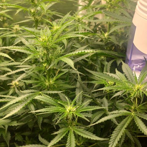 Auto AK Passion growlog timeline photo