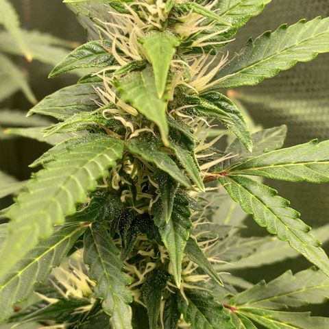 Easy Plant growlog photo: Brown spots on young leaves, yellow leaves. Aiming at Ca/Mg defficiency or pH too high.