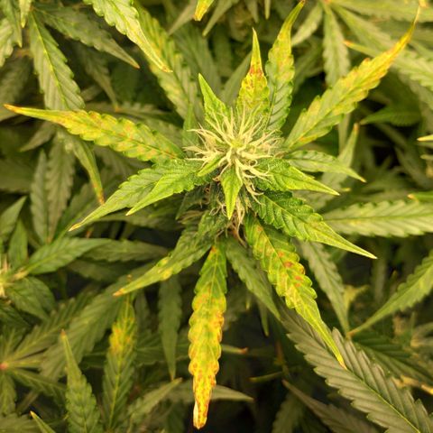 Easy Plant growlog photo: Brown spots on young leaves, yellow leaves. Aiming at Ca/Mg defficiency or pH too high.