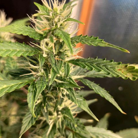 Easy Plant growlog photo: Brown spots on young leaves, yellow leaves. Aiming at Ca/Mg defficiency or pH too high.