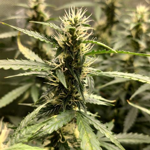Easy Plant growlog photo: Brown spots on young leaves, yellow leaves. Aiming at Ca/Mg defficiency or pH too high.