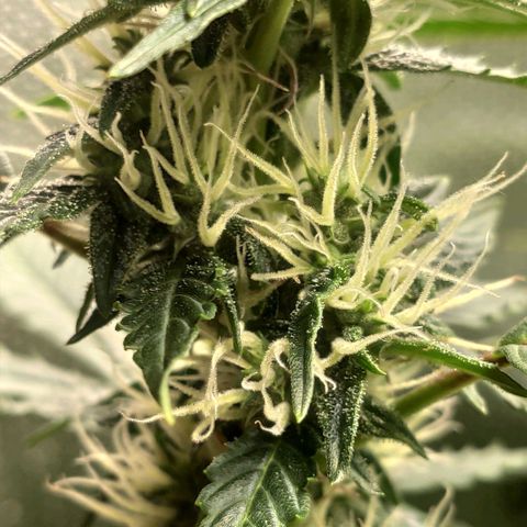 Easy Plant growlog photo: Brown spots on young leaves, yellow leaves. Aiming at Ca/Mg defficiency or pH too high.