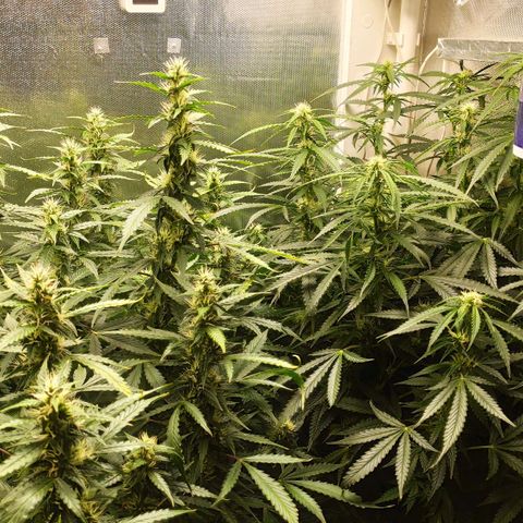 Easy Plant growlog timeline photo