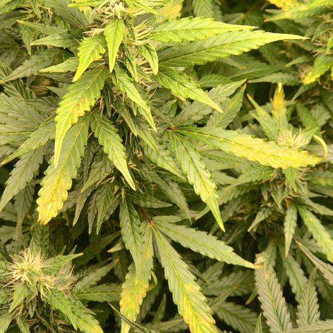 Easy Plant growlog photo: Ca/Mg defficiency?