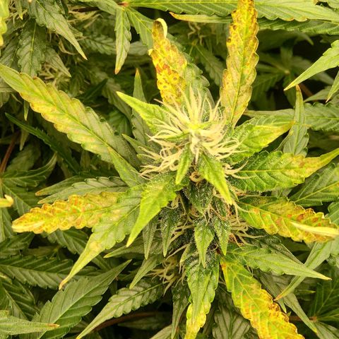 Easy Plant growlog photo: Ca/Mg defficiency?