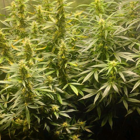 Easy Plant growlog timeline photo