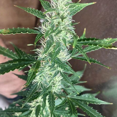 Easy Plant growlog timeline photo