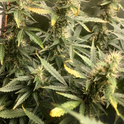 Easy Plant growlog timeline photo