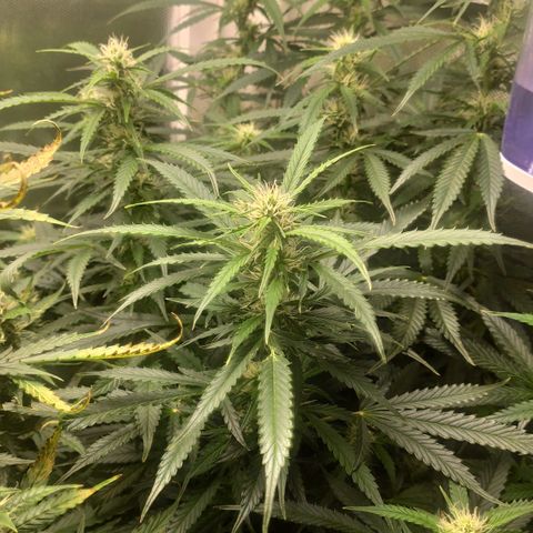 Auto AK Passion growlog timeline photo