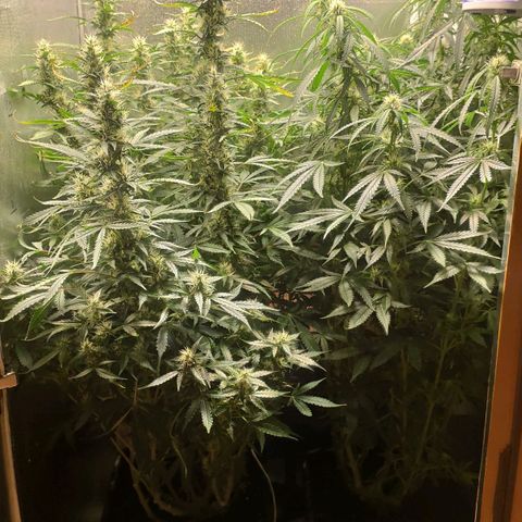 Easy Plant growlog timeline photo