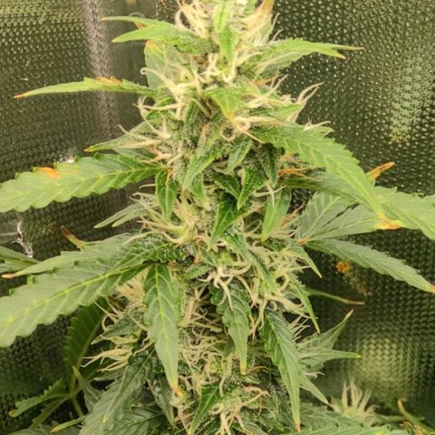 Easy Plant growlog timeline photo