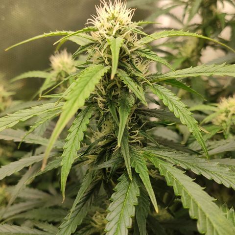 Auto AK Passion growlog timeline photo