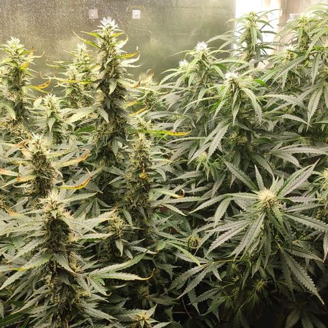 Easy Plant growlog timeline photo