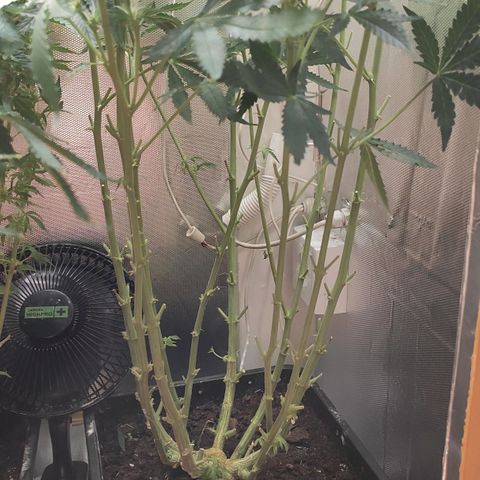 Auto AK Passion growlog timeline photo