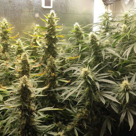 Easy Plant growlog timeline photo