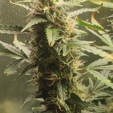 Easy Plant growlog timeline photo