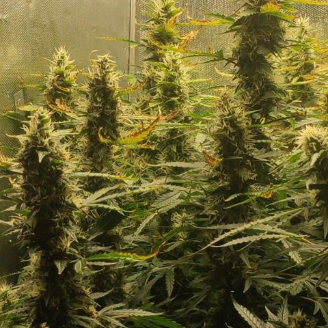 Easy Plant growlog timeline photo