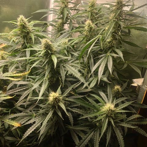 Auto AK Passion growlog timeline photo