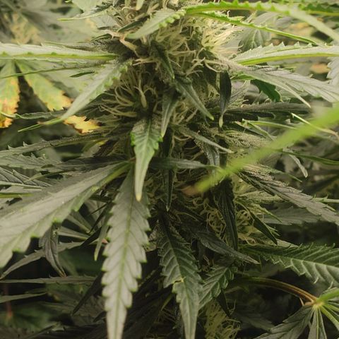 Auto AK Passion growlog timeline photo