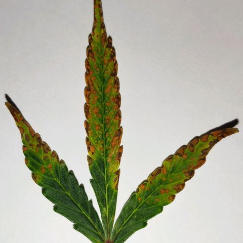 Easy Plant growlog timeline photo