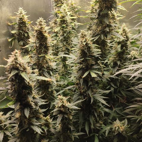 Easy Plant growlog timeline photo