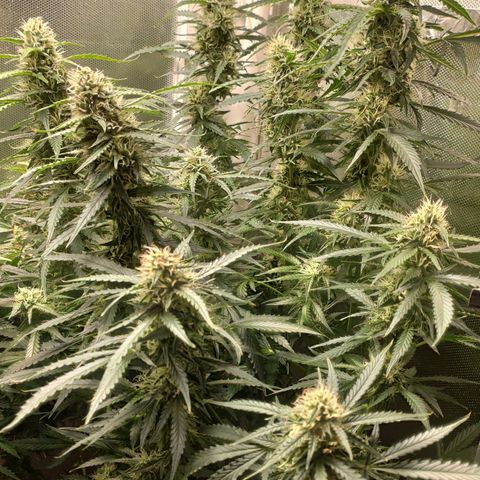 Auto AK Passion growlog timeline photo