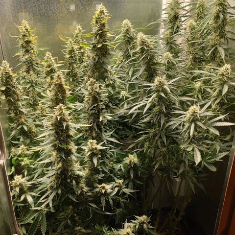 Easy Plant growlog timeline photo