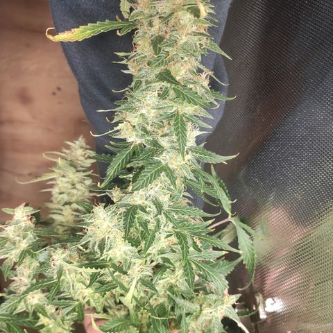 Easy Plant growlog timeline photo