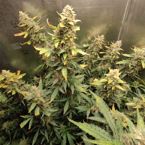 Easy Plant growlog timeline photo