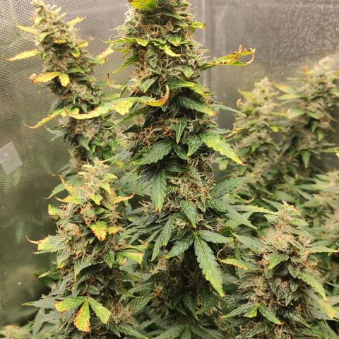 Easy Plant growlog timeline photo